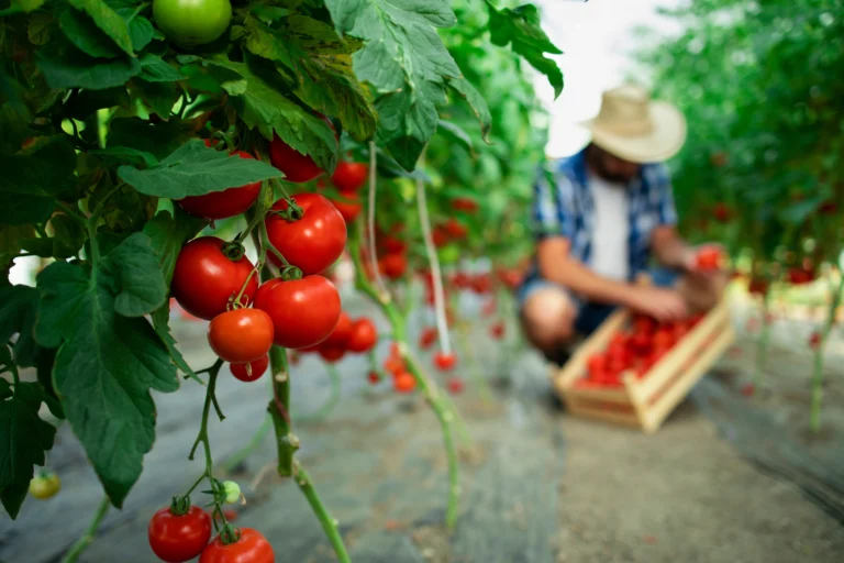 Growing Tomatoes