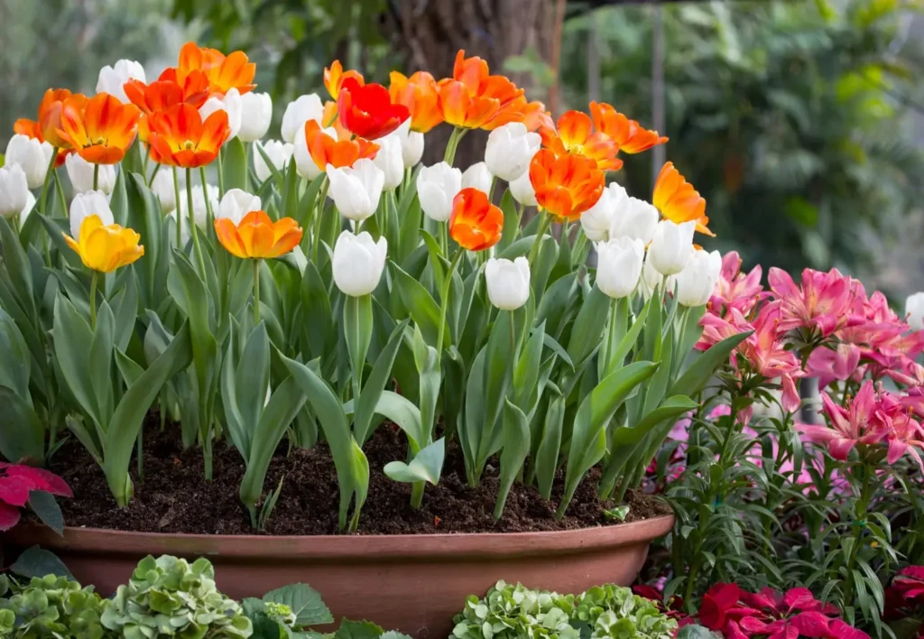 Growing Bulbs
