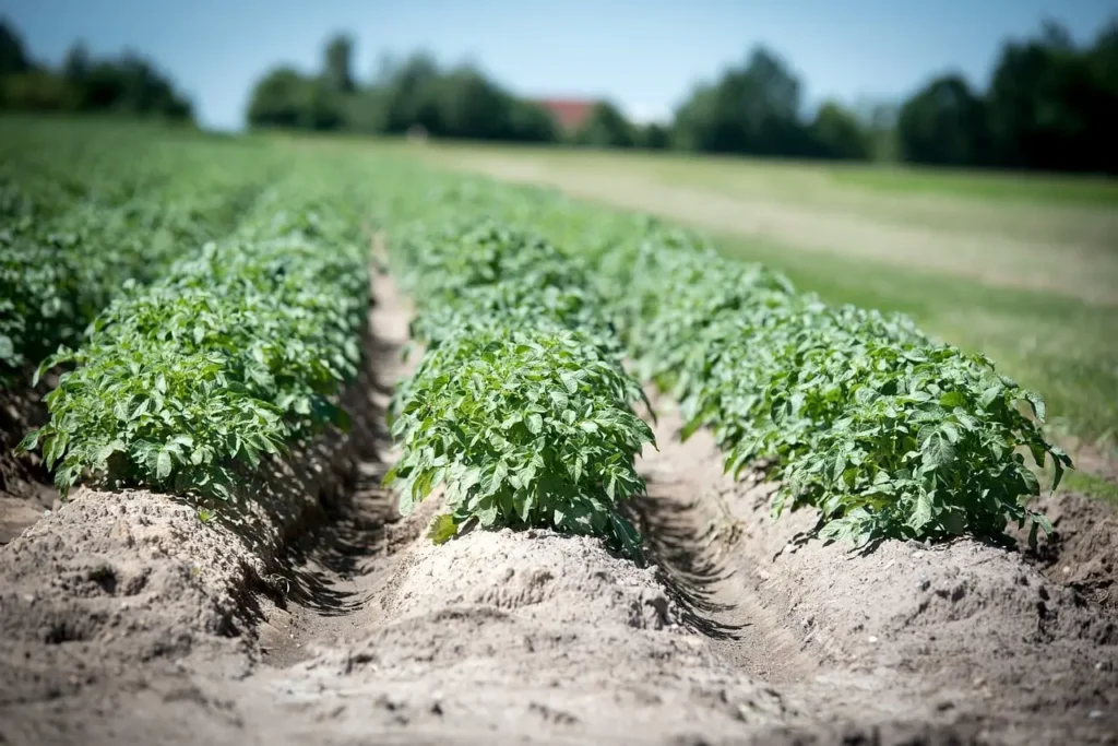 Growing Potatoes