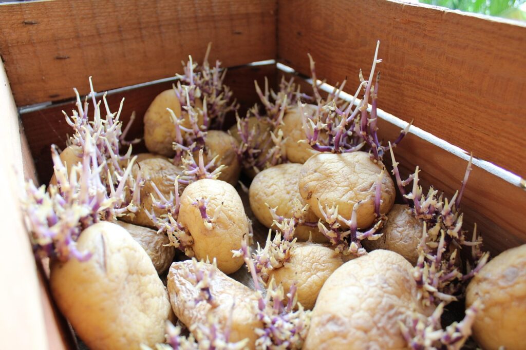 Planting Potatoes