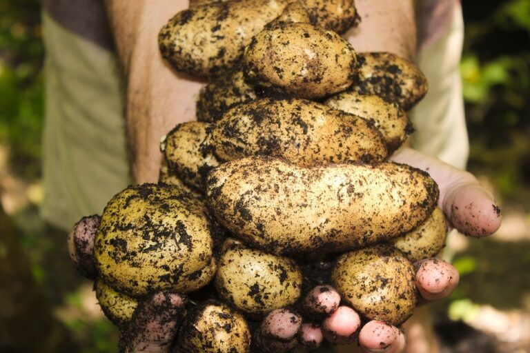 How to Grow Potatoes at Home