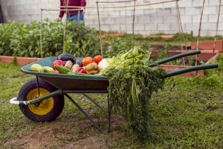 Fall vegetable garden