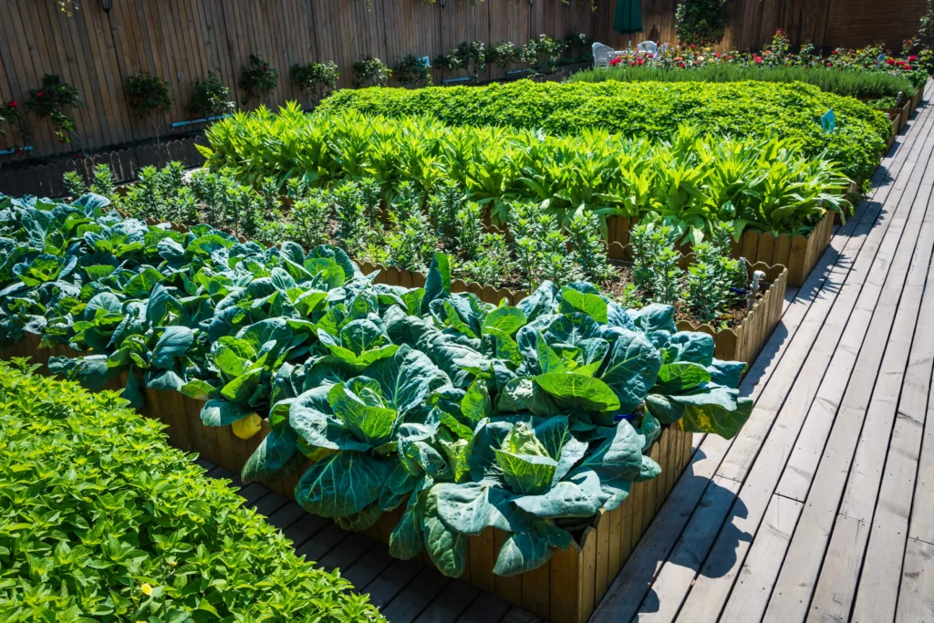 When to plant fall garden zone 8